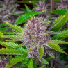 Purple Punch XXL Auto Strain - MDLG Seeds