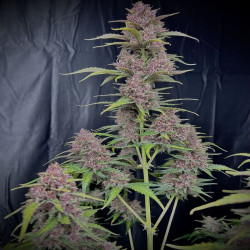 Purple Punch XXL Auto en floraison