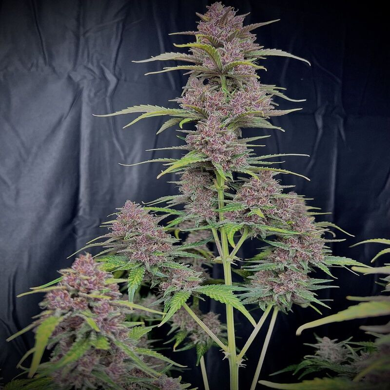 Purple Punch XXL Auto Strain - MDLG Seeds