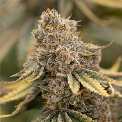 Sunset Fritter Strain - MDLG Seeds