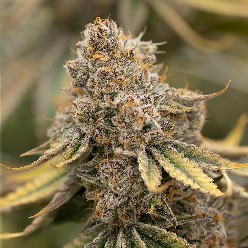 Sunset Fritter Strain - MDLG Seeds Sunset Fritter Strain - MDLG Seeds