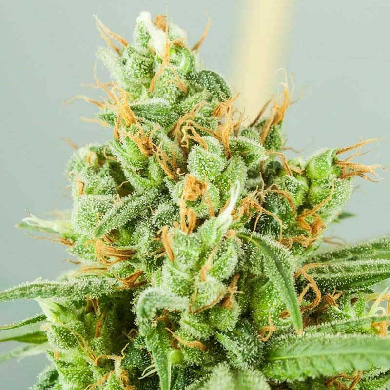 Devil Purple XXL Auto - MDLG Seeds Devil Purple XXL Auto - MDLG Seeds