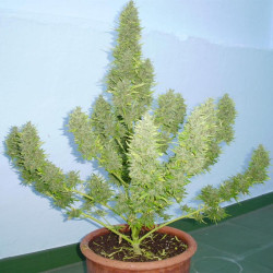 Plant de Devil Purple XXL Auto MDLG Seeds