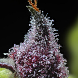 Trichromes de la Cherry Poppers Barney's Farm