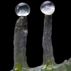 Trichomes de la Jealousy de Barney's Farm