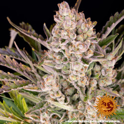 Gorilla Zkittlez Auto en intérieur