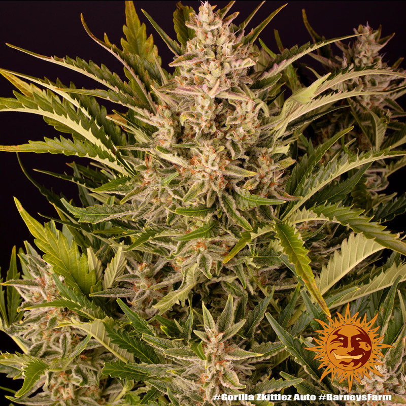 Gorilla Zkittlez Auto Strain - Barney's Farm Gorilla Zkittlez Auto Strain - Barney's Farm