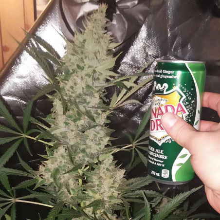 Bruce Banner XXL Auto Strain - MDLG Seeds