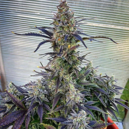 Bruce Banner XXL Auto Cali Weed Cannabissamen