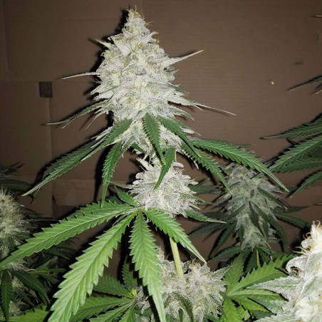 Amnesia Haze Strain - MDLG Seeds