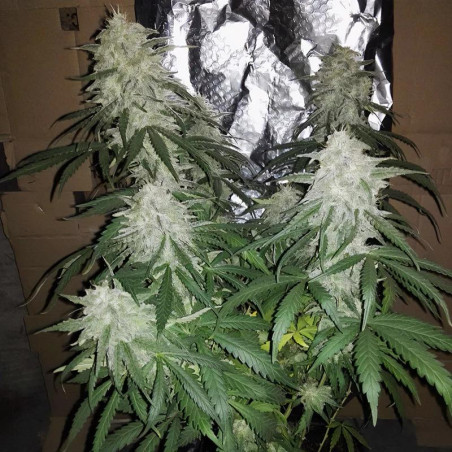 Amnesia Haze Cannabissamen
