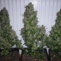 AK-47 Cannabissamen
