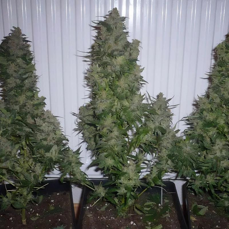 AK-47 Strain - MDLG Seeds AK-47 Strain - MDLG Seeds