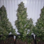AK-47 Strain - MDLG Seeds AK-47 Strain - MDLG Seeds