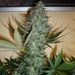 AK-47 strain Feminisierte Samen
