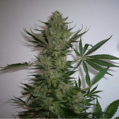 AK-47 strain Pflanze Indoor
