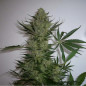 AK-47 Strain - MDLG Seeds AK-47 Strain - MDLG Seeds