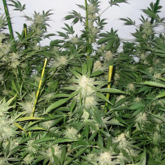 White Widow Pflanze Indoor
