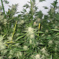 White Widow Strain - MDLG Seeds White Widow Strain - MDLG Seeds