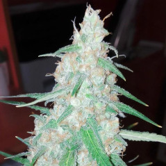 Orange Bud Strain - MDLG Seeds