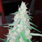 Orange Bud Strain - MDLG Seeds