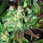 Orange Bud Strain - MDLG Seeds