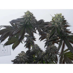 Purple Kush Strain