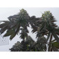 Purple Kush Strain - MDLG Seeds Purple Kush Strain - MDLG Seeds