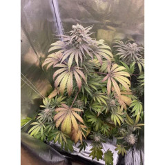 Purple Kush Strain, Feminisierte Samen