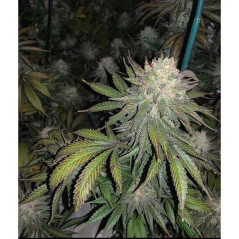 Purple Kush Cannabissamen