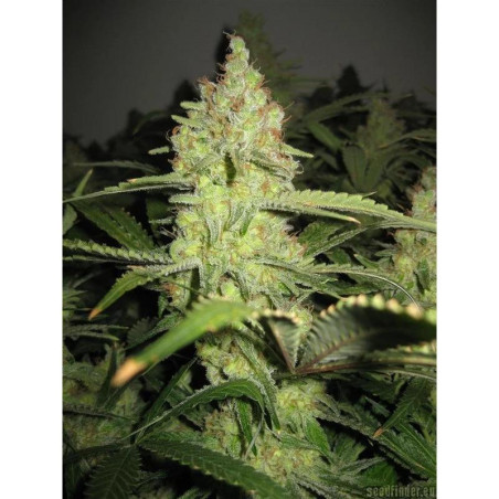 Pineapple Express Strain - MDLG Seeds