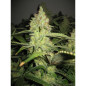 Pineapple Express Strain - MDLG Seeds