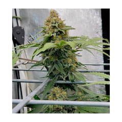 Pineapple Express Cannabissamen