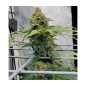 Pineapple Express Strain - MDLG Seeds