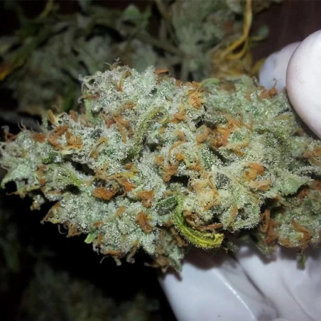 Super Lemon Haze Strain - MDLG Seeds