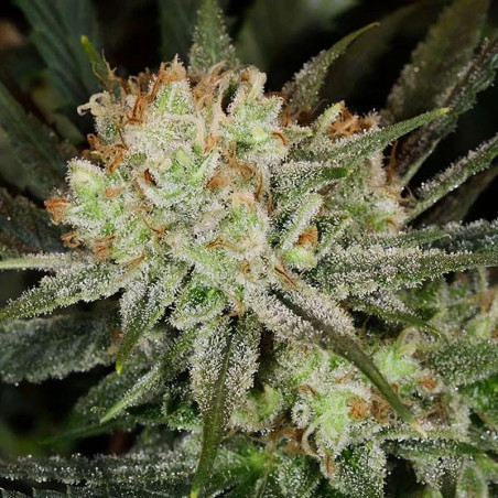 Super Lemon Haze Strain, Feminisierte Samen.