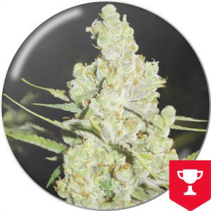 1024 - Medical Seeds - feminisierte Samen