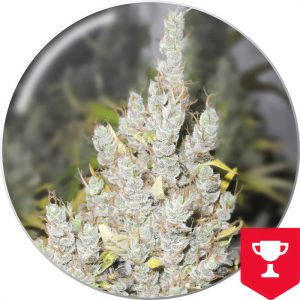 2046 - Medical Seeds - feminisierte Samen