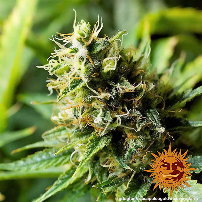 Acapulco Gold feminisierte Cannabissamen, Ansicht 2