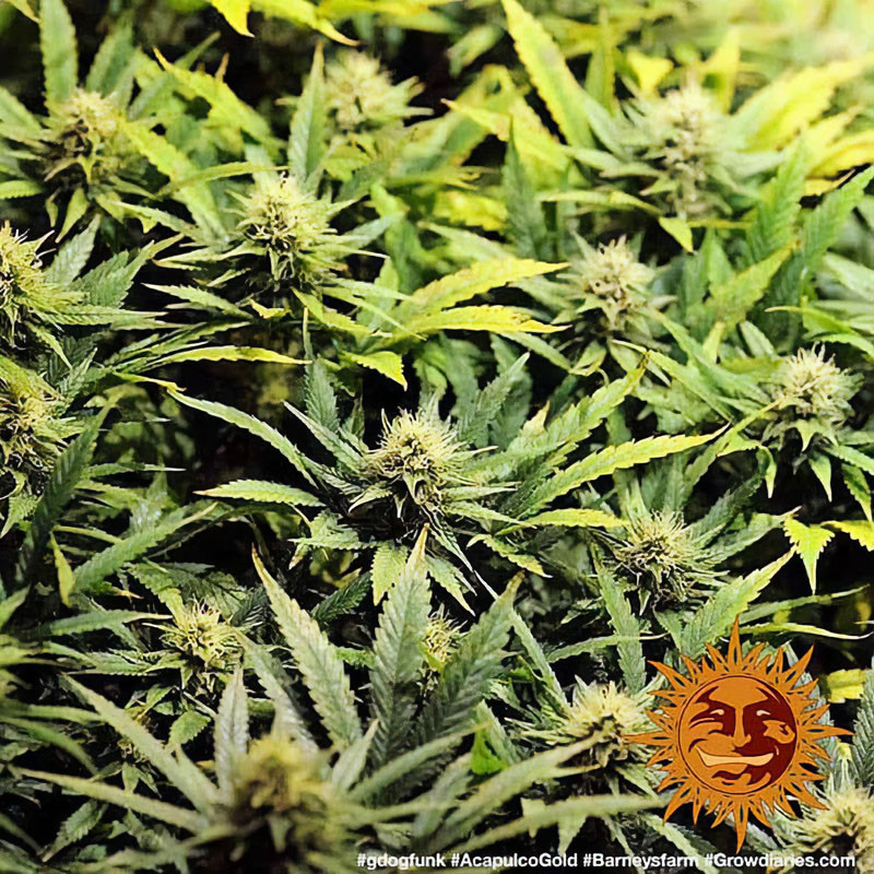 Acapulco Gold feminisierte Cannabissamen, Ansicht 3