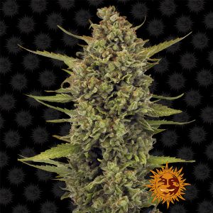 Acapulco Gold - Barney's Farm - feminisierte Samen