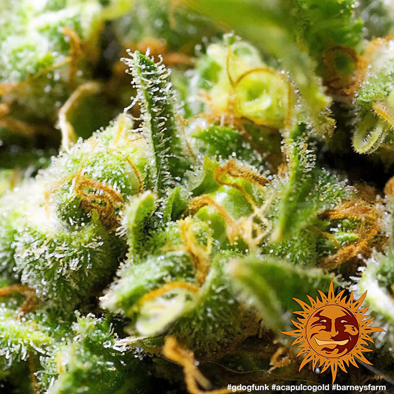 Acapulco Gold feminisierte Cannabissamen, Ansicht 4