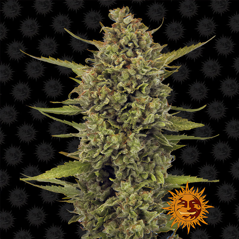 Acapulco Gold - Barney's Farm - feminisierte Samen