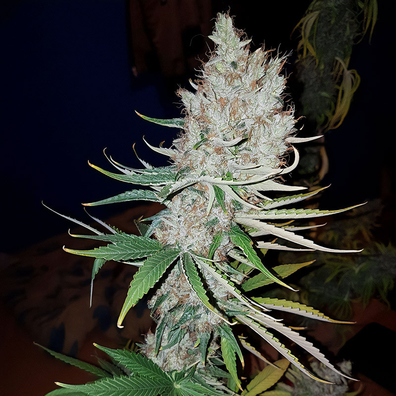 Adonis CBD CBD Cannabissamen kaufen