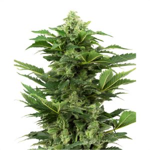 Afghan Pearl CBD Auto - Sensi Seeds - Samen
