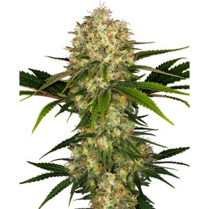 Afghani 1 - Sensi Seeds - feminisierte Samen