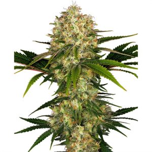 Afghani 1 - Sensi Seeds - reguläre Samen