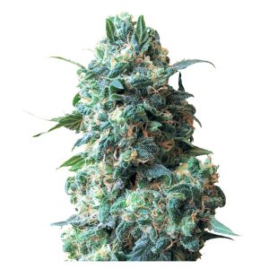 Afghani Kush feminisierte Cannabissamen kaufen