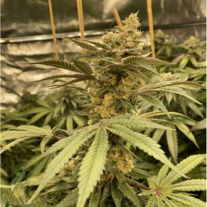 Aja Cbd CBD Cannabissamen kaufen