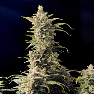 AK-Auto - FastBuds - Autoflowering Samen
